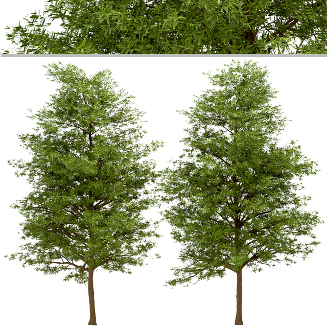 Set of Willow Oak Trees (Quercus phellos) (2 Trees) — Descargar