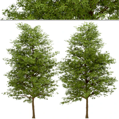 Set of Willow Oak Trees (Quercus phellos) (2 Trees) — Ver 2