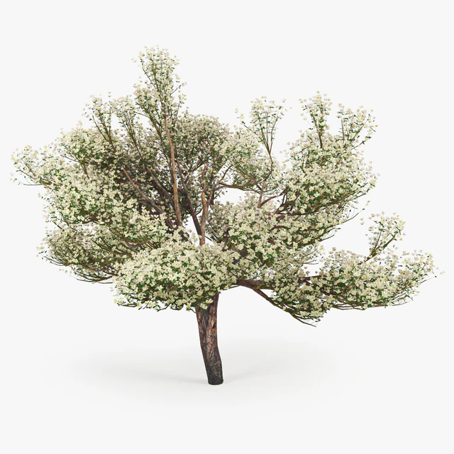 Flowering Apple Tree — Скачать