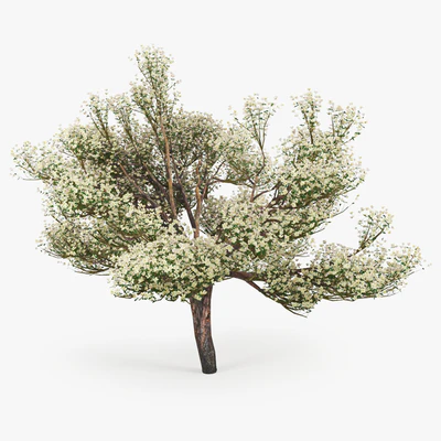 Flowering Apple Tree — Вид 3