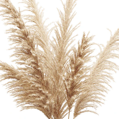 Big dried flower pampas grass in glass vase — Ver 2