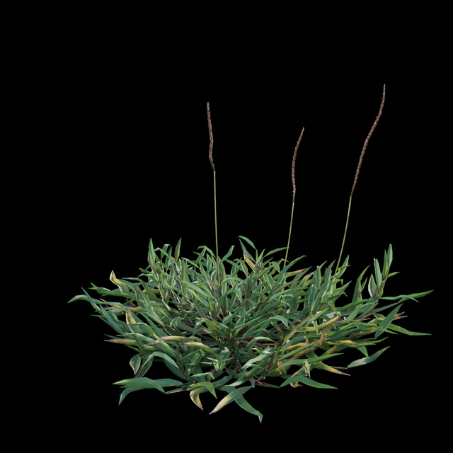 Eremochloa ophiuroides - wild — Descargar
