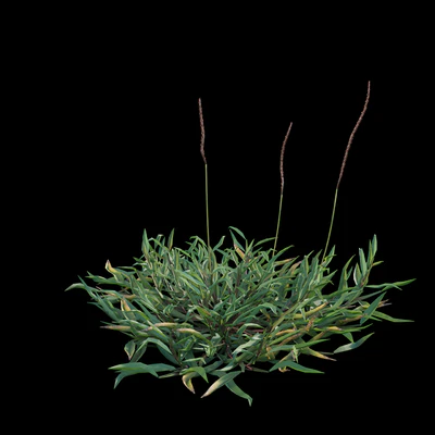 Eremochloa ophiuroides - wild — Ver 3