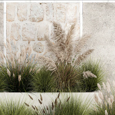 Collection of flowerbed plants and bushes with grass for landscaping, pampas grass, cortaderia and white reeds. 1126. — Ver 4