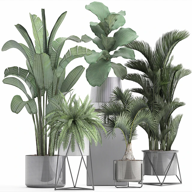 Plant collection 290. Indoor plants, ficus lyrata, Dipsis, palm tree, fern, black pot, flowerpot, strelitzia, luxury decor, thickets — Descargar