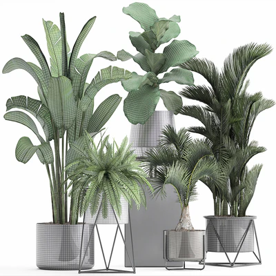 Plant collection 290. Indoor plants, ficus lyrata, Dipsis, palm tree, fern, black pot, flowerpot, strelitzia, luxury decor, thickets — Ver 3