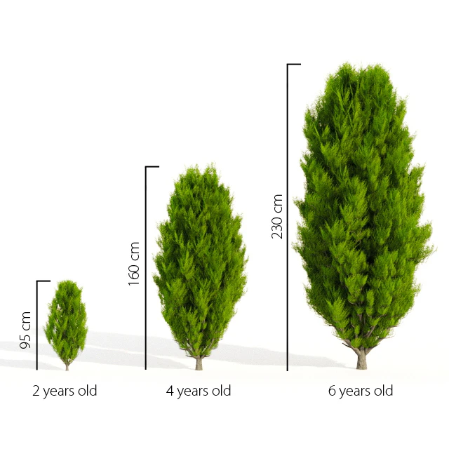 Thuja in 3 ages — Descargar