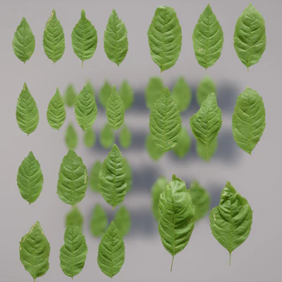 fraxinus excelsior — download