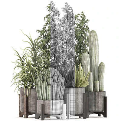 Collection of plants 325. Cactus, thickets, indoor plants, concrete, pot, bamboo, aloe, cactus, desert plants, thickets, outdoor — Ver 3