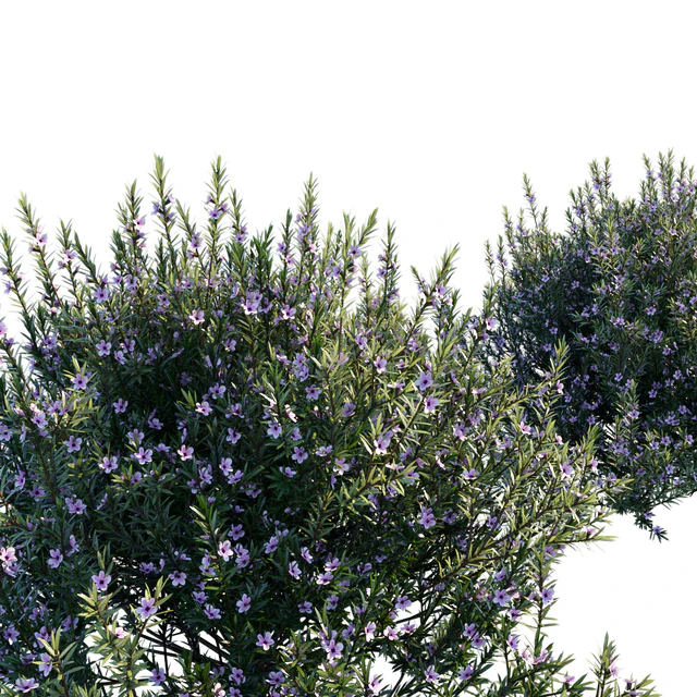 Coleonema Pulchrum | Breath Of Heaven — Скачать