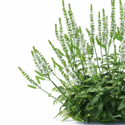 Шалфей дубравный цветы | Salvia nemorosa schneehugel — Вид 4