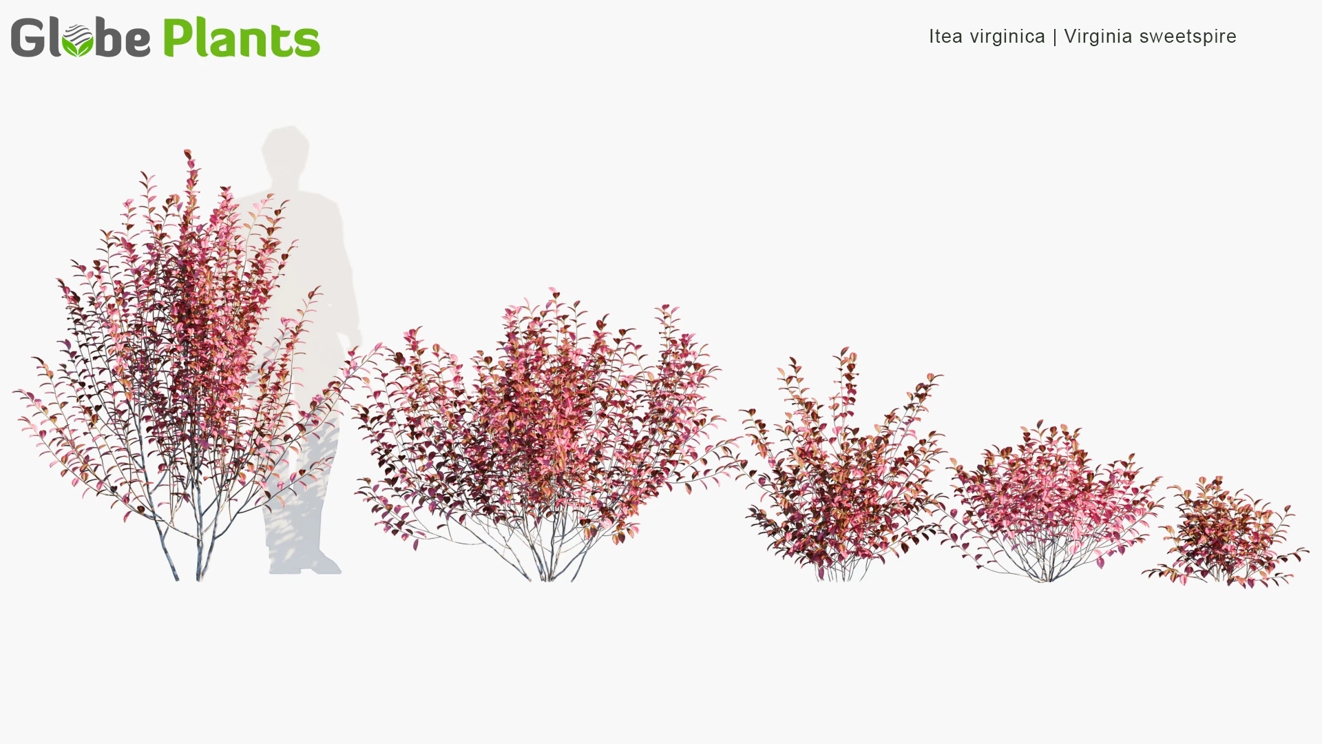 itea virginica — Скачать