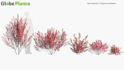 itea virginica — скачать