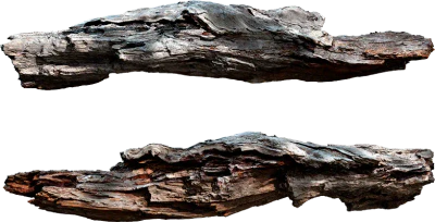 wooden branch 007 — Download