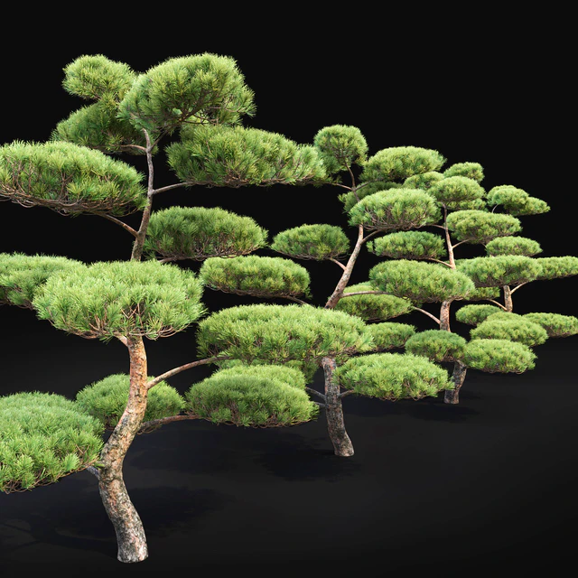 Bonsai — Descargar