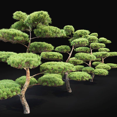 Bonsai — Ver 3