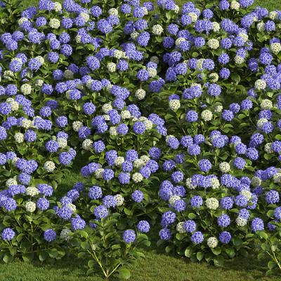 Hydrangea Flowers — Вид 2