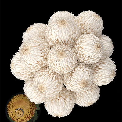Chrysanthemums 1 — Ver 2