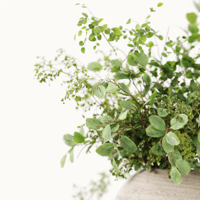 Plants Bouquets 07 — Descargar
