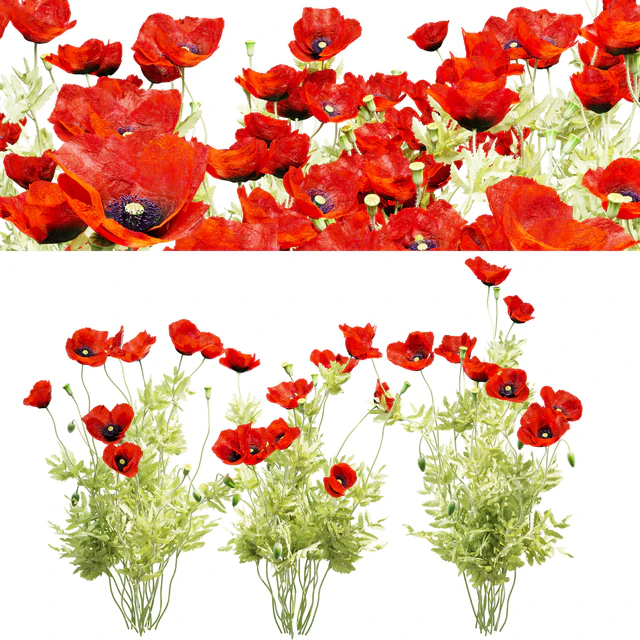 Poppy field — Descargar