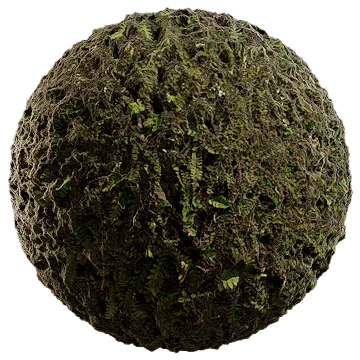 soil and fern 002 — Download