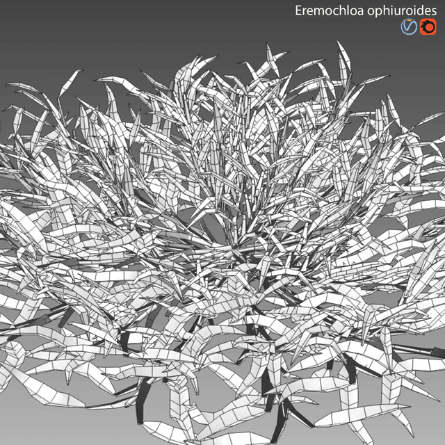Eremochloa ophiuroides - wild — Descargar
