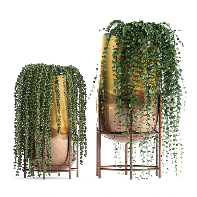 A collection of plants in luxury gold pots with Rowley's Crossberry, dyschidia, Succulents, hanging plants. Set 543. — Descargar