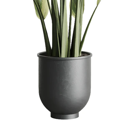 ficus elastica pot Indoor outdoor plant 229 concrete — Ver 2