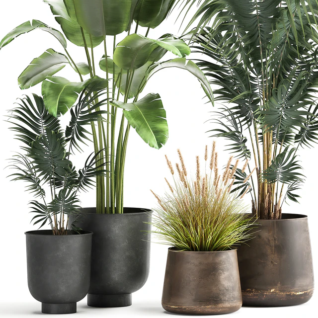 Decorative small Banana palm in a metal pot Strelitzia, Howea. Set 964. — Descargar