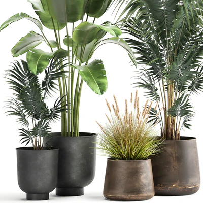 Decorative small Banana palm in a metal pot Strelitzia, Howea. Set 964. — Ver 4