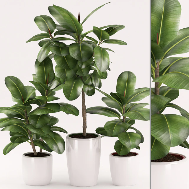 Plants 154 — Descargar