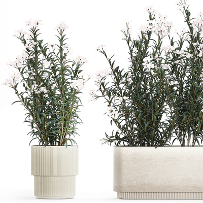 Collection of plants for the garden in white modern pots with flowering bushes of white flowers Oleander, Nerium. Set 1363. — скачать