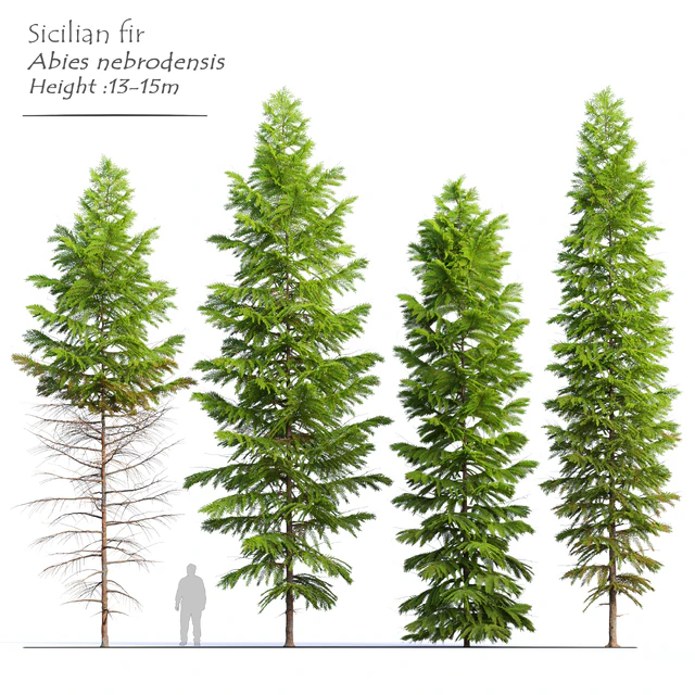 Abies nebrodensis — Descargar