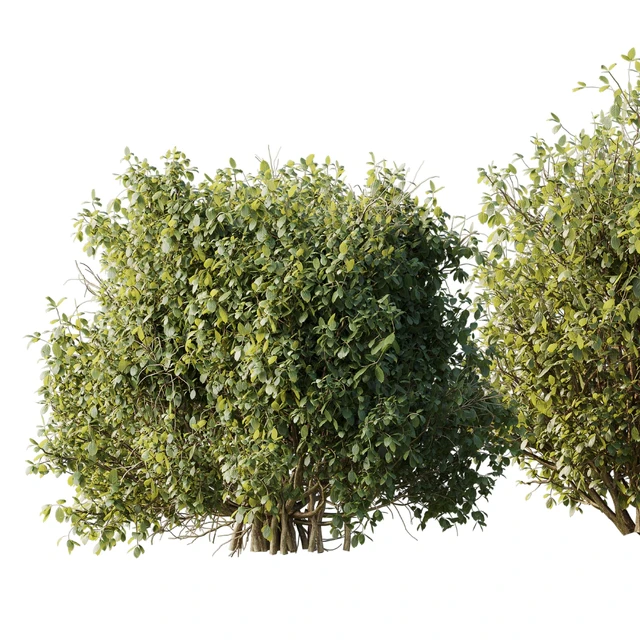 Collection mixed plants bush shrubs set 04 — Descargar