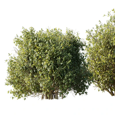 Collection mixed plants bush shrubs set 04 — Ver 2