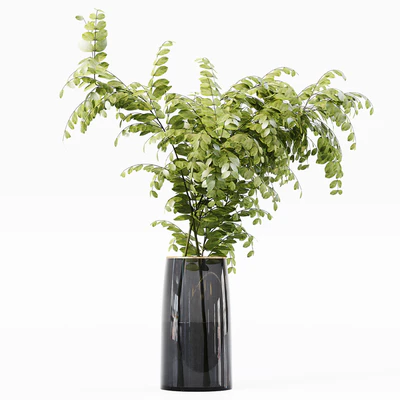 Collection Indoor Plants 015 — Ver 5