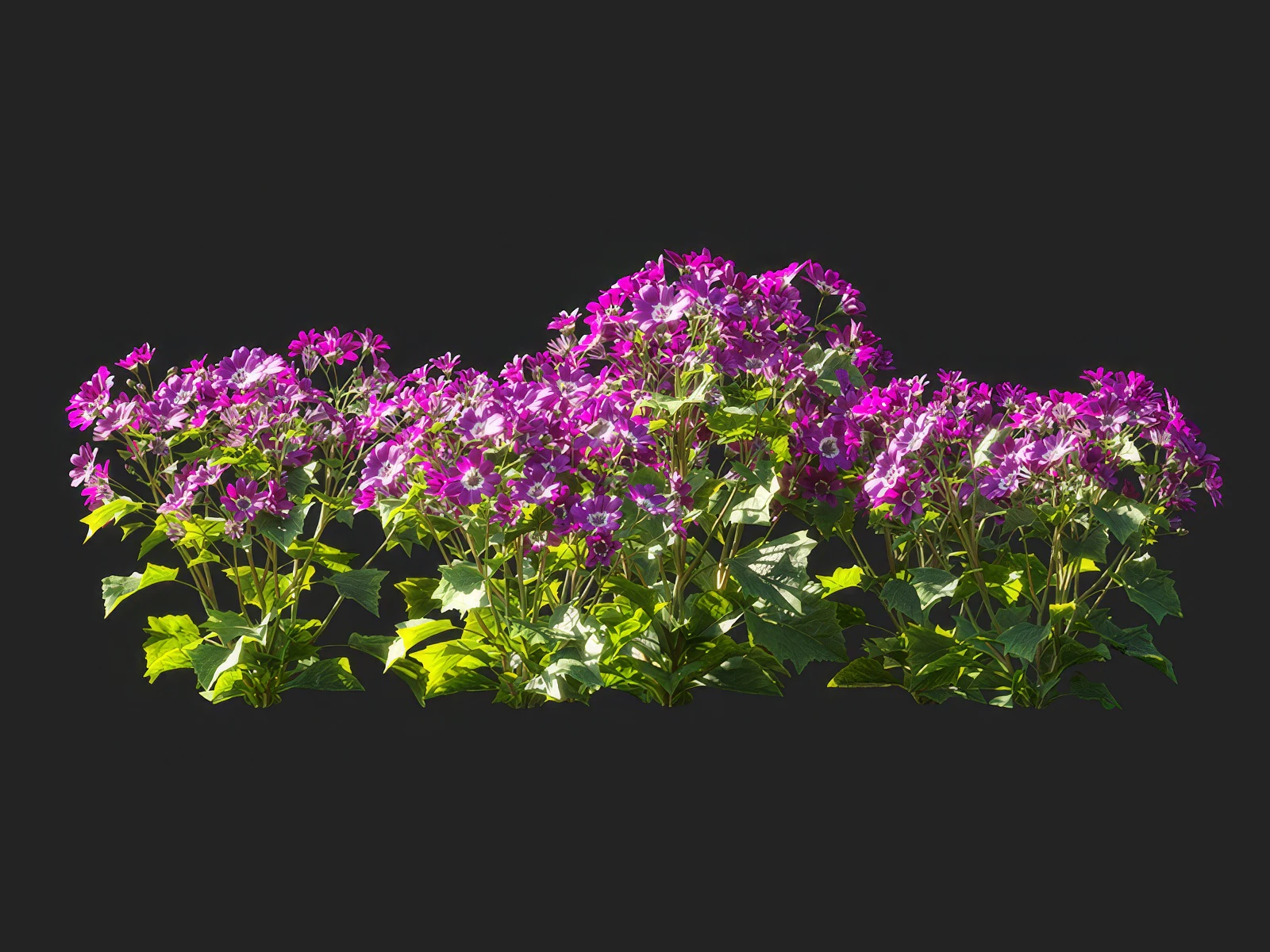 pericallis x hybrida 004 — Скачать