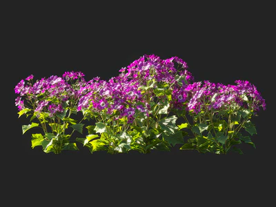 pericallis x hybrida 004 — download