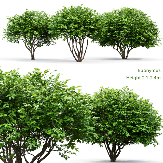 Euonymus — Descargar