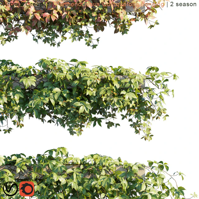 Virginia Creeper | Parthenocissus Quinquefolia hanging | 2 season — Descargar