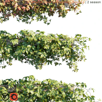 Virginia Creeper | Parthenocissus Quinquefolia hanging | 2 season — Ver 2