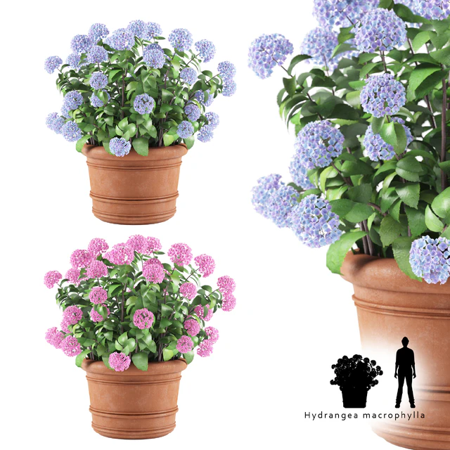 Hortense in a plant | Hydrangea macrophylla — Download