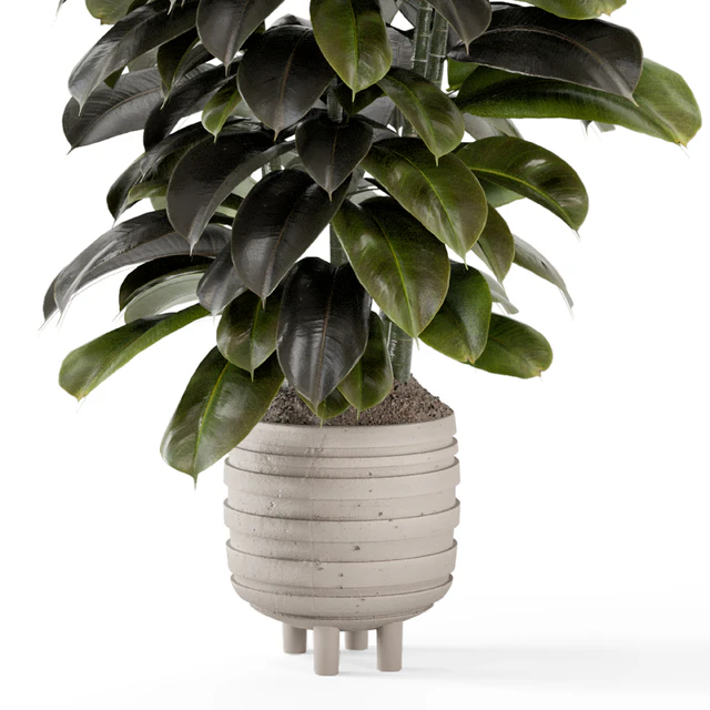 Indoor Plants In Concrete Pots - Set 953 — Скачать