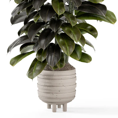 Indoor Plants In Concrete Pots - Set 953 — Вид 5