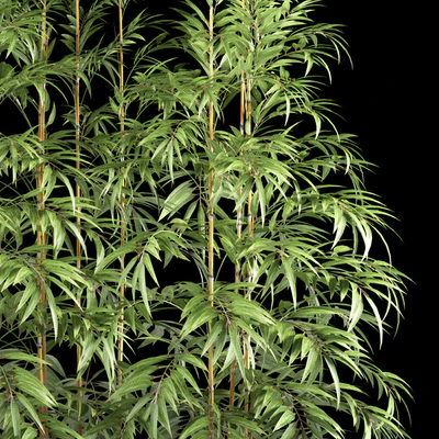 BAMBOO PLANTS 63 — Ver 2