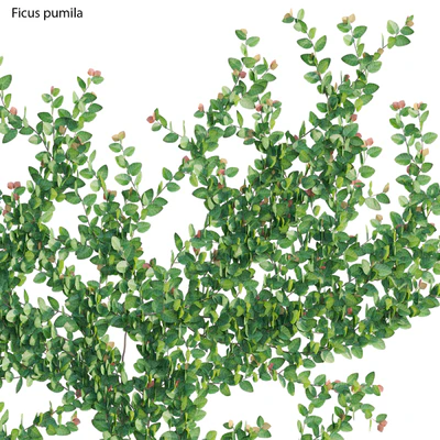 Ficus pumila – Creeping Fig – Climbing fig — Ver 3