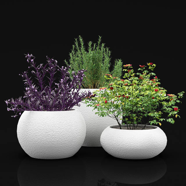Outdoor plants bushes in flower pots — Descargar