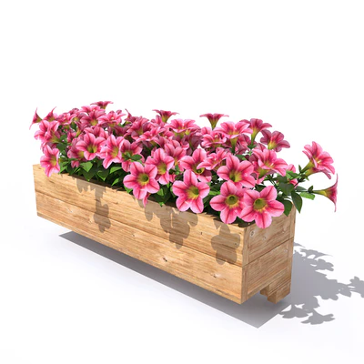 Petunia — Вид 2