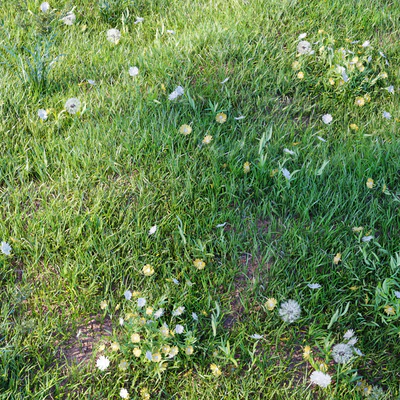 grass for landscaping set03 — Вид 2