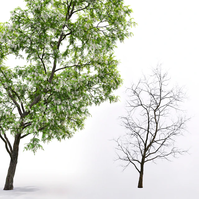 White Acacia | Robinia Pseudoacacia # 3 (14.6m) — Descargar